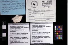 Foto (Objket + Etiketten) von Culmenformosa glaessneri (Robins, Feldmann & Schweitzer, 2013) 